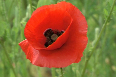 La reproduction d’une plante à fleurs - le Coquelicot - extrait